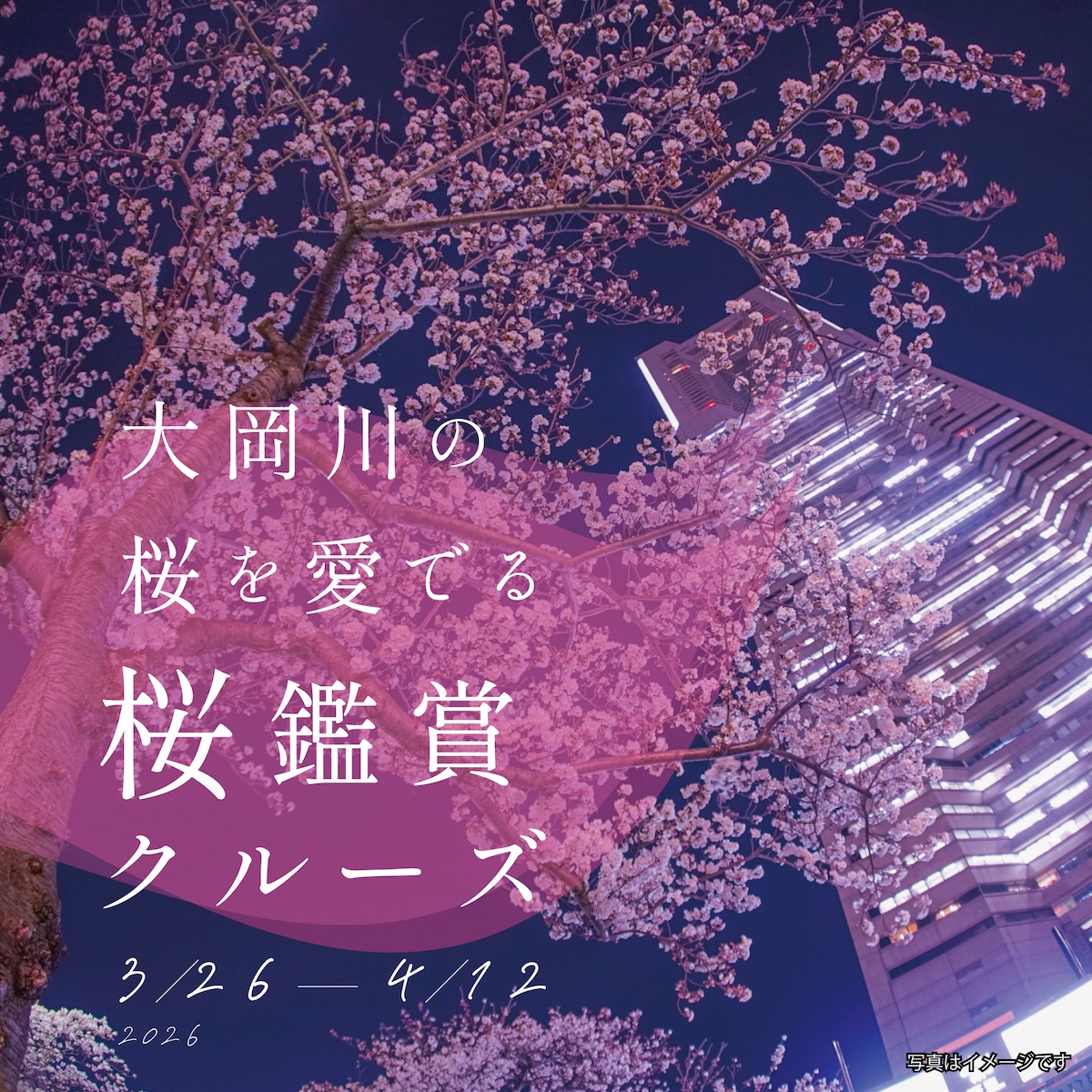 大岡川の桜を愛でる　桜鑑賞クルーズ